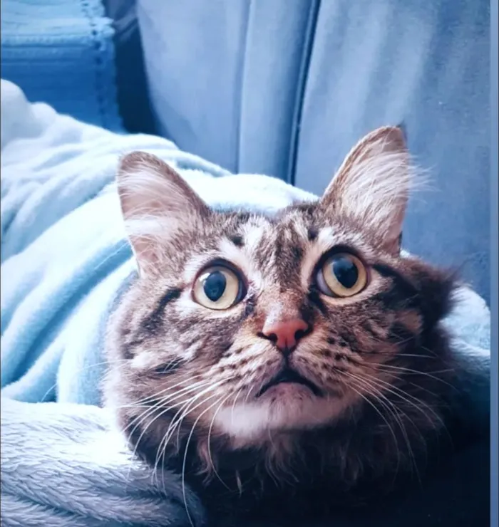Gato raça SRD-ViraLata idade 3 anos nome Dustin