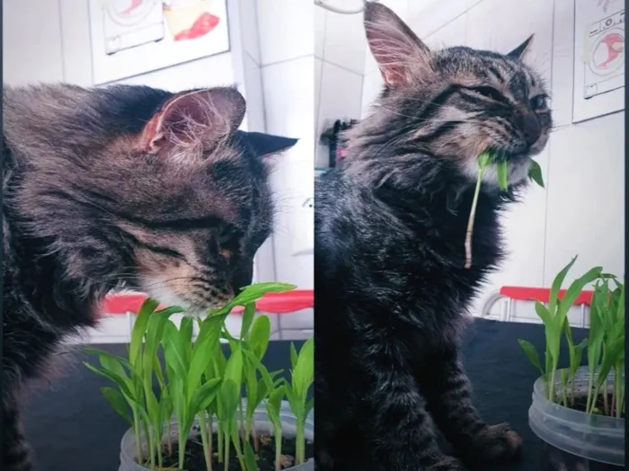 Gato raça SRD-ViraLata idade 3 anos nome Dustin