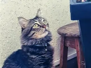Gato raça SRD-ViraLata idade 3 anos nome Dustin