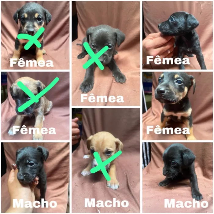 Cachorro raça SRD-ViraLata idade Abaixo de 2 meses nome Filhotes