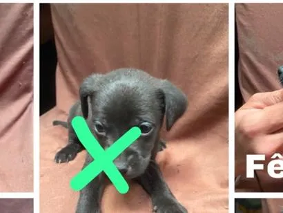 Cachorro raça SRD-ViraLata idade Abaixo de 2 meses nome Filhotes