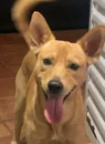 Pipoca 