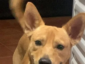 Cachorro raça SRD-ViraLata idade 1 ano nome Pipoca 