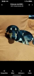 benny