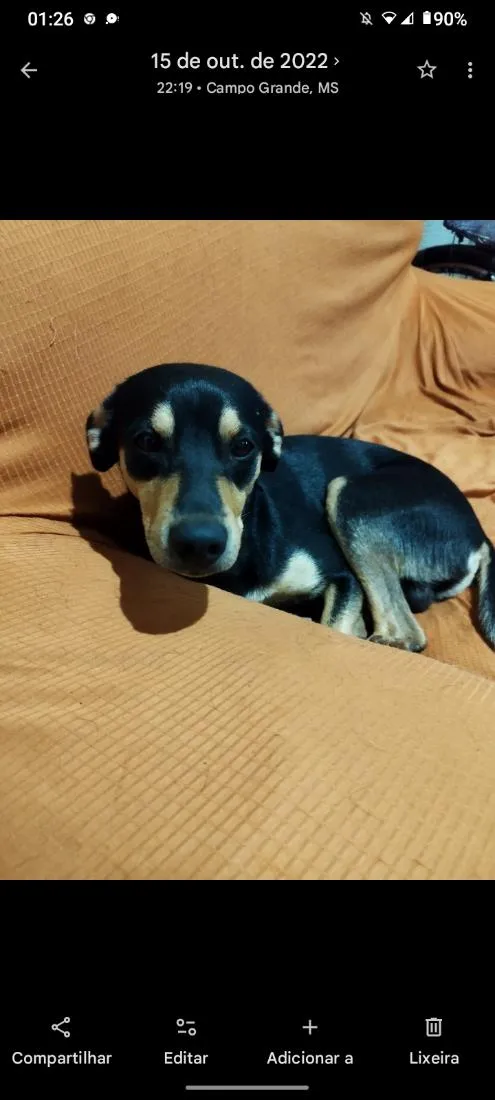 Cachorro raça SRD-ViraLata idade 2 a 6 meses nome benny