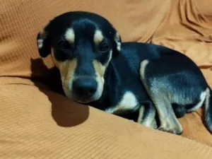 Cachorro raça SRD-ViraLata idade 2 a 6 meses nome benny