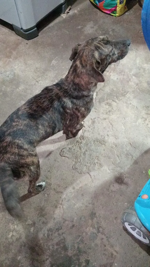 Cachorro raça SRD-ViraLata idade 6 ou mais anos nome kira e dora 