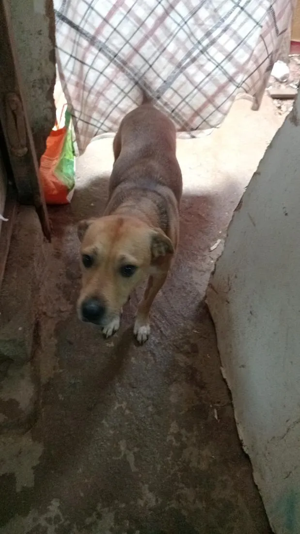 Cachorro raça SRD-ViraLata idade 6 ou mais anos nome kira e dora 