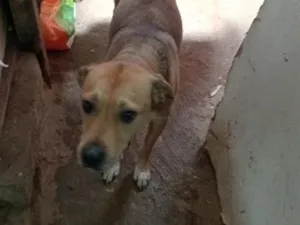 Cachorro raça SRD-ViraLata idade 6 ou mais anos nome kira e dora 