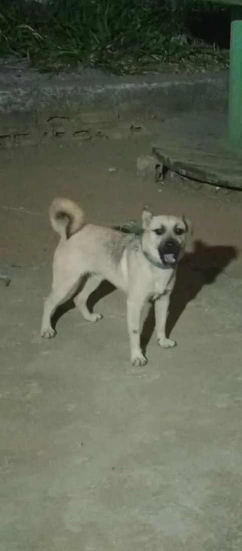 Cachorro raça SRD-ViraLata idade 1 ano nome Zeus