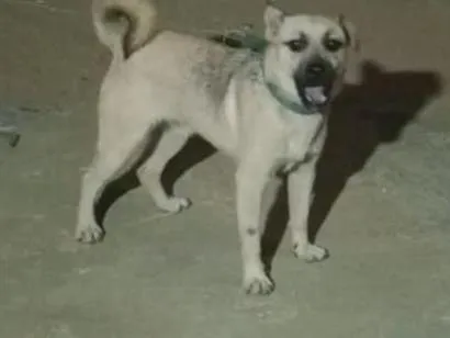 Cachorro raça SRD-ViraLata idade 1 ano nome Zeus