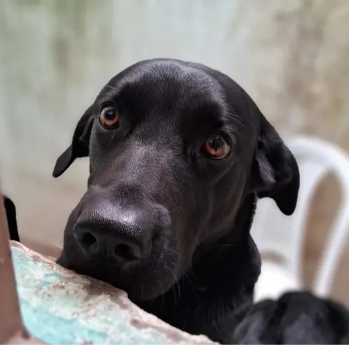 Cachorro raça Labrador idade 3 anos nome laizzon