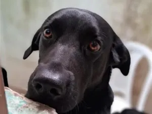 Cachorro raça Labrador idade 3 anos nome laizzon