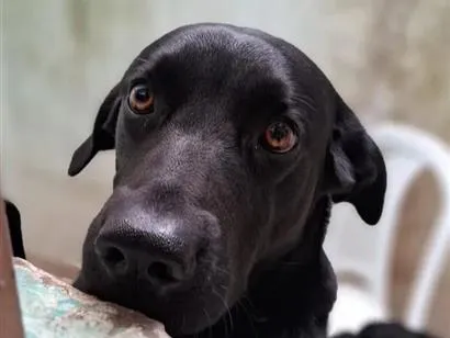 Cachorro raça Labrador idade 3 anos nome laizzon