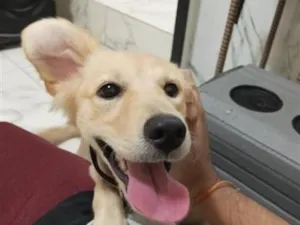 Cachorro raça SRD-ViraLata idade 2 a 6 meses nome Pandora