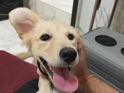 Cachorro raça SRD-ViraLata idade 2 a 6 meses nome Pandora