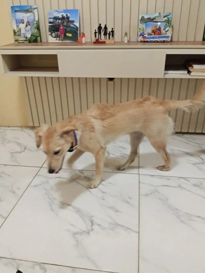 Cachorro raça SRD-ViraLata idade 2 a 6 meses nome Pandora