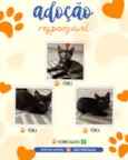 gatinhas 