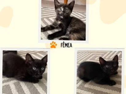 Gato raça SRD-ViraLata idade 2 a 6 meses nome gatinhas 