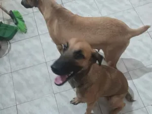 Cachorro raça SRD-ViraLata idade 7 a 11 meses nome ralfi