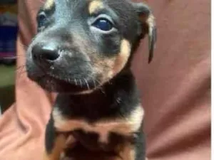 Cachorro raça SRD-ViraLata idade Abaixo de 2 meses nome Filhotes