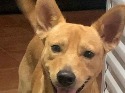 Cachorro raça SRD-ViraLata idade 1 ano nome Pipoca 