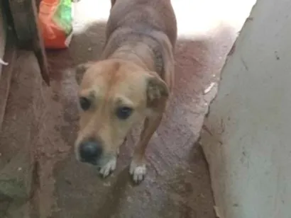 Cachorro raça SRD-ViraLata idade 6 ou mais anos nome kira e dora 