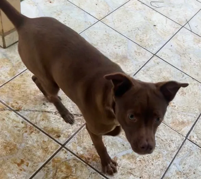 Cachorro raça SRD-ViraLata idade 7 a 11 meses nome Mel