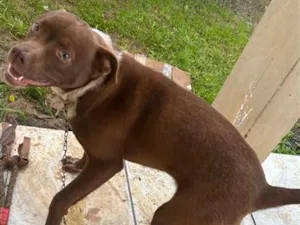 Cachorro raça SRD-ViraLata idade 7 a 11 meses nome Mel