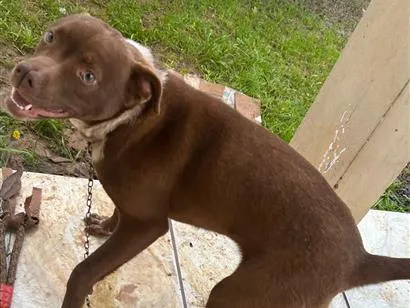 Cachorro raça SRD-ViraLata idade 7 a 11 meses nome Mel