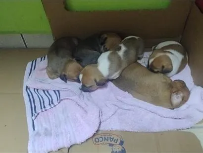 Cachorro raça SRD-ViraLata idade Abaixo de 2 meses nome sem nome