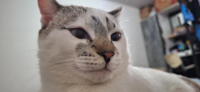 Gato raça SRD-ViraLata idade 7 a 11 meses nome Tom