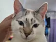 Tom