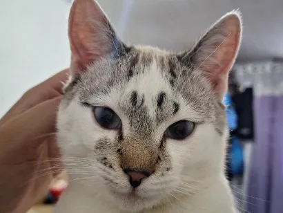 Gato raça SRD-ViraLata idade 7 a 11 meses nome Tom