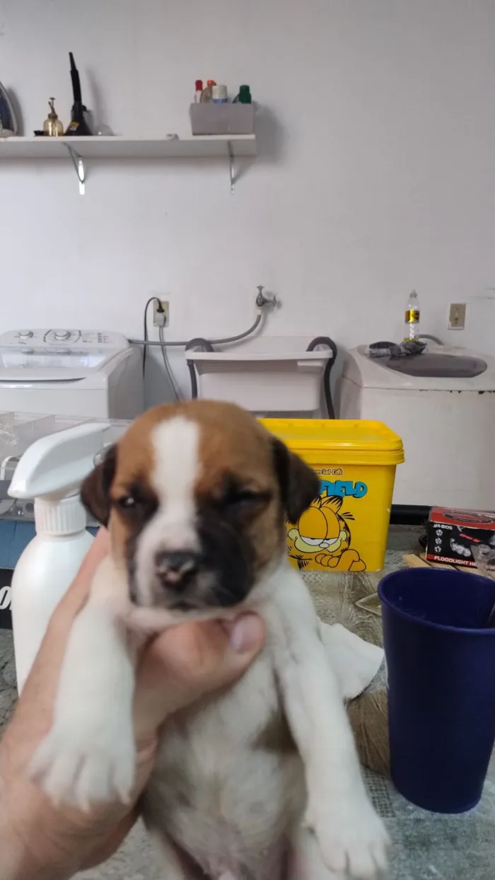 Cachorro raça SRD-ViraLata idade Abaixo de 2 meses nome sem nome