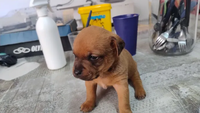 Cachorro raça SRD-ViraLata idade Abaixo de 2 meses nome sem nome