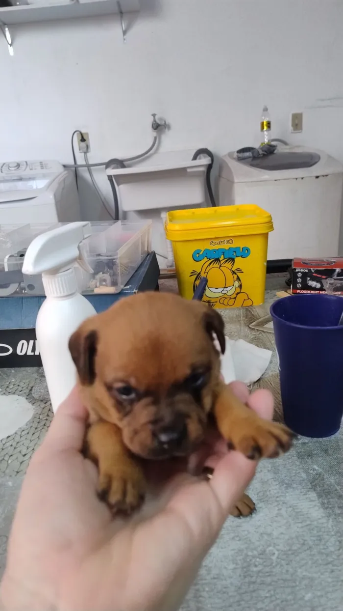 Cachorro raça SRD-ViraLata idade Abaixo de 2 meses nome sem nome