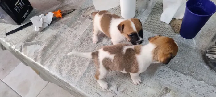 Cachorro raça SRD-ViraLata idade Abaixo de 2 meses nome sem nome