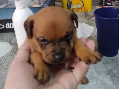 Cachorro raça SRD-ViraLata idade Abaixo de 2 meses nome sem nome