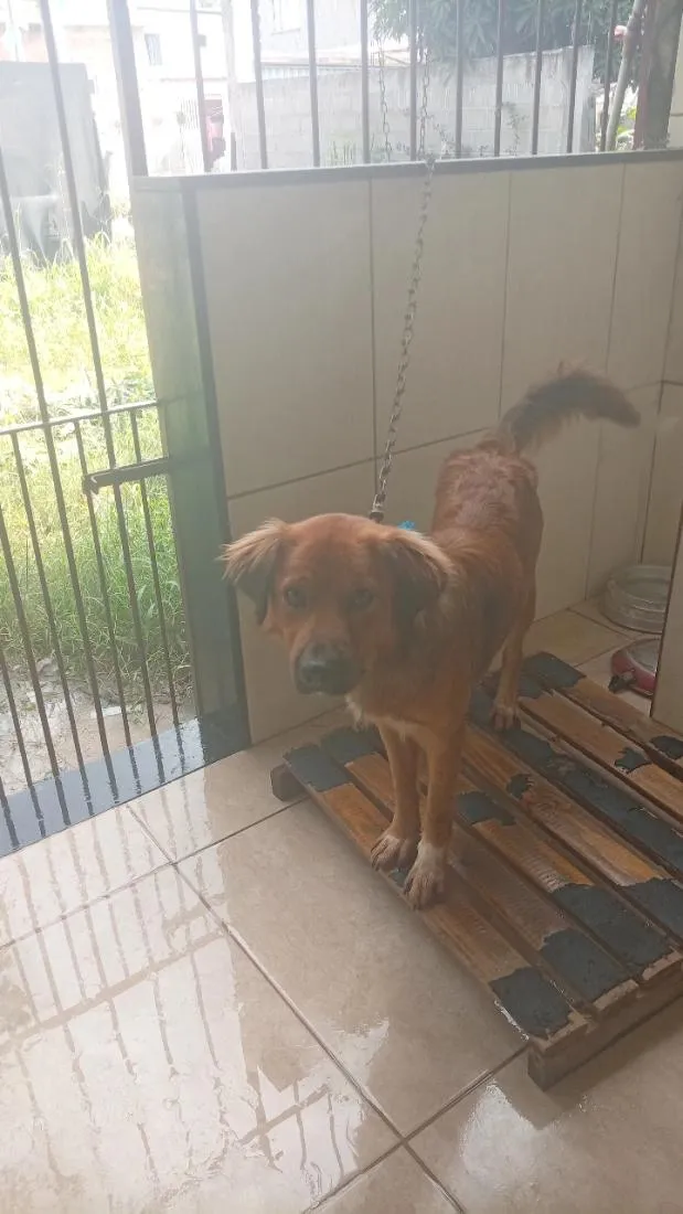 Cachorro raça SRD-ViraLata idade 1 ano nome zoe e Bob