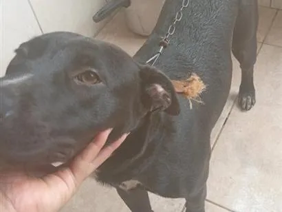 Cachorro raça SRD-ViraLata idade 1 ano nome zoe e Bob