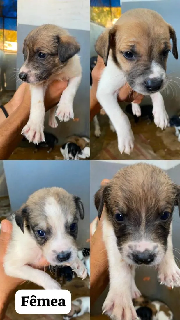 Cachorro raça SRD-ViraLata idade Abaixo de 2 meses nome sem nomes