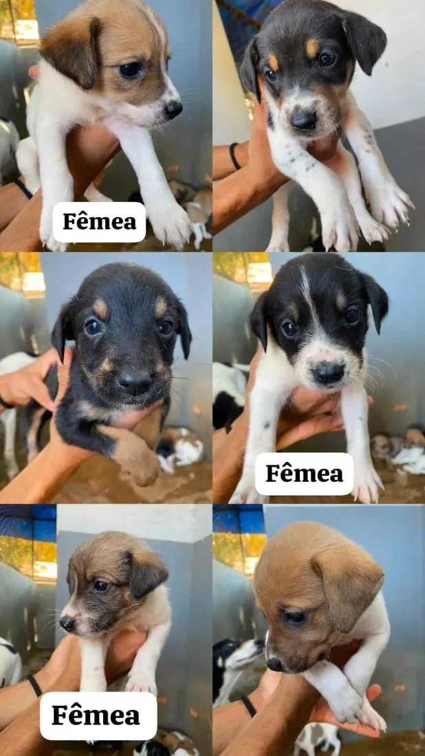 Cachorro raça SRD-ViraLata idade Abaixo de 2 meses nome sem nomes