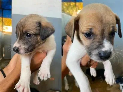 Cachorro raça SRD-ViraLata idade Abaixo de 2 meses nome sem nomes