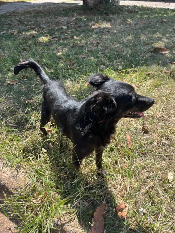 Cachorro raça SRD-ViraLata idade 3 anos nome Pretinho