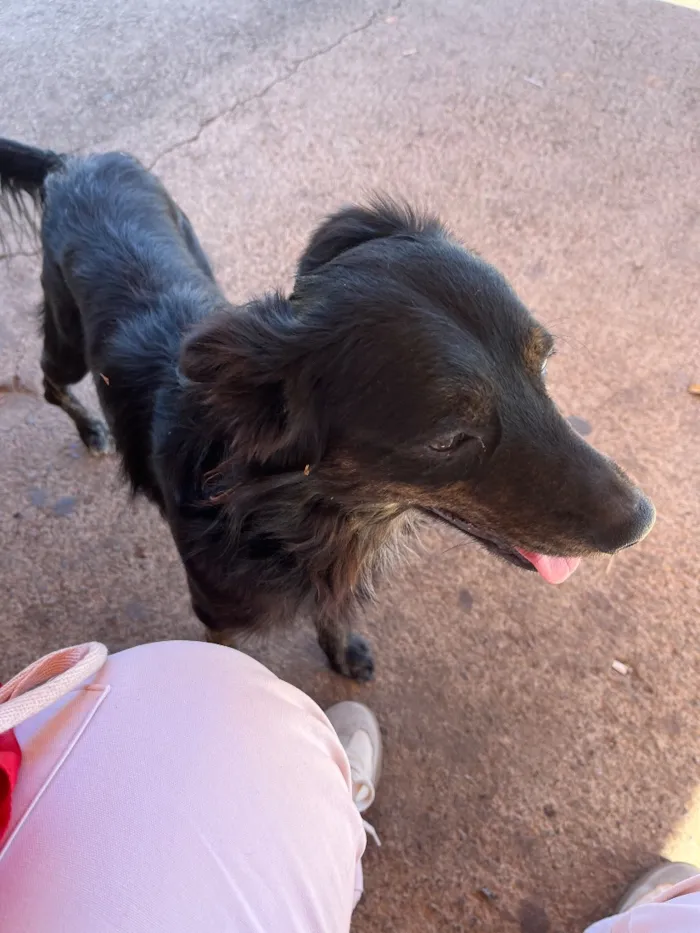 Cachorro raça SRD-ViraLata idade 3 anos nome Pretinho