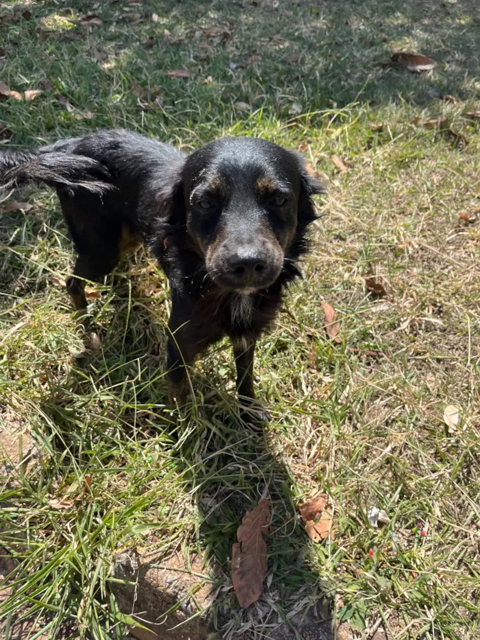 Cachorro raça SRD-ViraLata idade 3 anos nome Pretinho