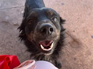 Cachorro raça SRD-ViraLata idade 3 anos nome Pretinho