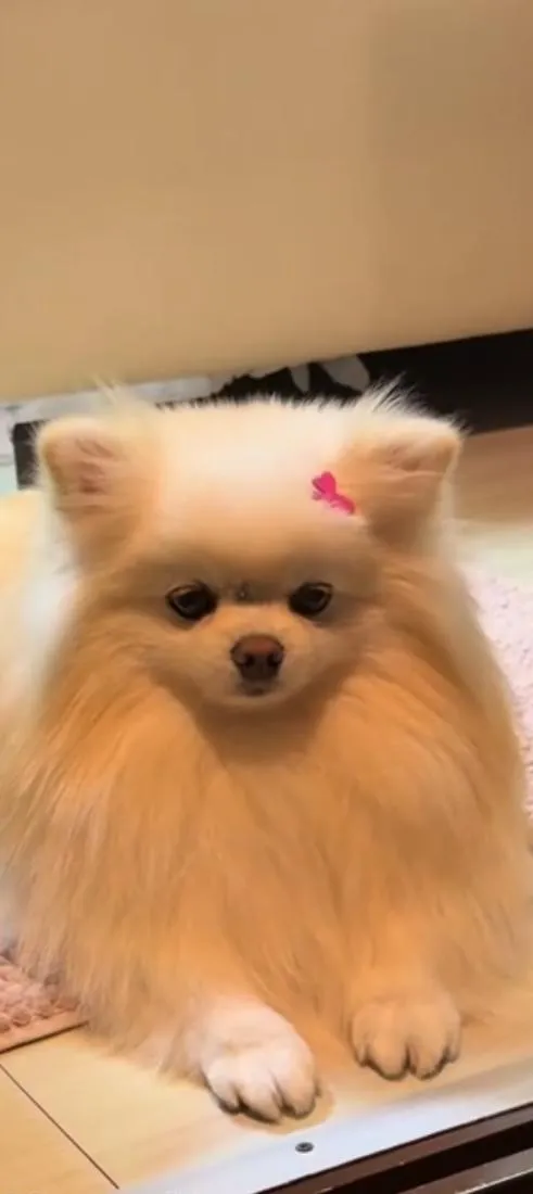 Cachorro raça Maltês idade 2 anos nome Chloe