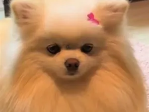Cachorro raça Maltês idade 2 anos nome Chloe